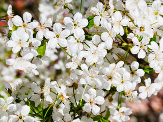 Canvas Print - many flowers of cherry tree