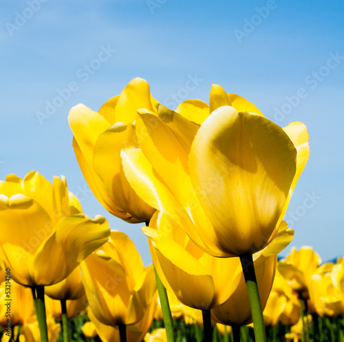 Plakat na papierze fotorealistycznym Żółte tulipany