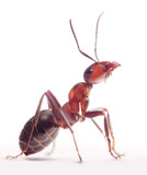 Fototapeta Zwierzęta - proud ant formica rufa