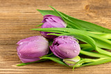 Fototapeta Tulipany - Fioletowe tulipany
