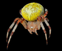 Garden-spider 2