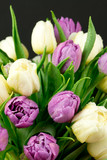 Fototapeta Tulipany - Bukiet tulipanów