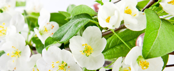 Apple blossom isolated on white