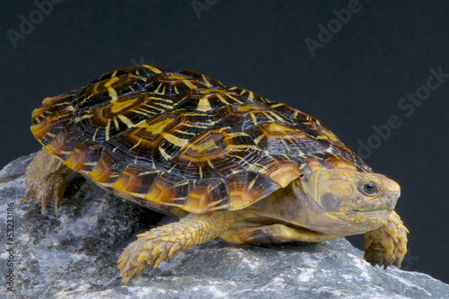 Tapeta ścienna Pancake tortoise / malacochersus tornieri