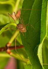 Poster - Opiliones