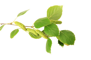 Poster - Green birch leaves isolated on white