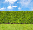 Tall hedge, endless seamless pattern