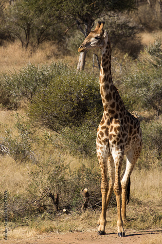Board z aluminiowym obramowaniem Girafe - giraffa camelopardalis