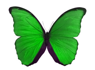 Poster - macro photo of green butterfly on white