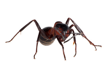 forest brown isolated ant