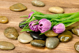 Fototapeta Tulipany - Fioletowe tulipany z kamieniami