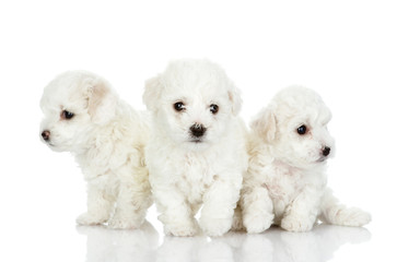 Aufkleber - three puppies of a lap dog. isolated on white background