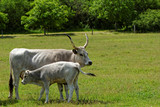 Fototapeta Na ścianę - Hungarian grey cattle