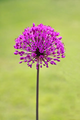 Wall Mural - Allium