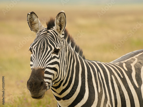 Board z aluminiowym obramowaniem Przyrody w Afryce, zebra