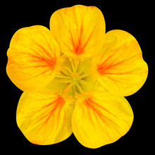 Yellow Nasturtium Flower Isolated On Black