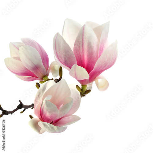 Board z aluminiowym obramowaniem Zapach magnolii