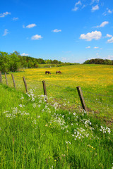 Canvas Print - Springtime fields with horses