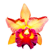 Yellow Orchid Isolated On White Background With Clipping Path