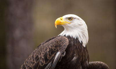 majestic bald eagle