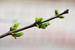 Green buds on a tree branch
