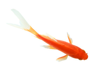 closeup of a goldfish isolated