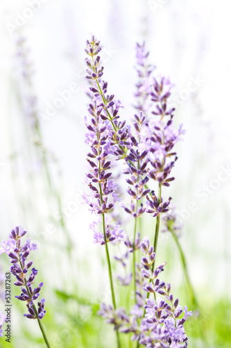 Naklejka na szybę Lavender on white