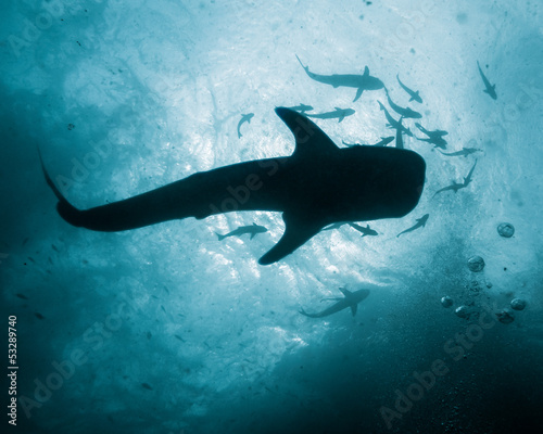 Plakat na papierze fotorealistycznym Rekin wielorybi - rhincodon typus