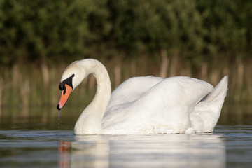 Wall Mural - mute swan, cygnus olor , single bird swimming