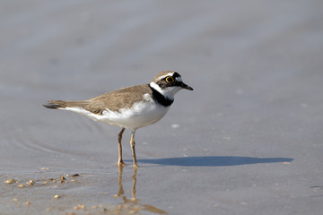 Wall Mural - Little-ringed plover, Charadrius dubius, 