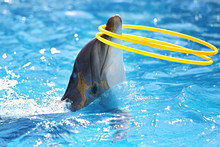 Dolphin With A Hula-hoop