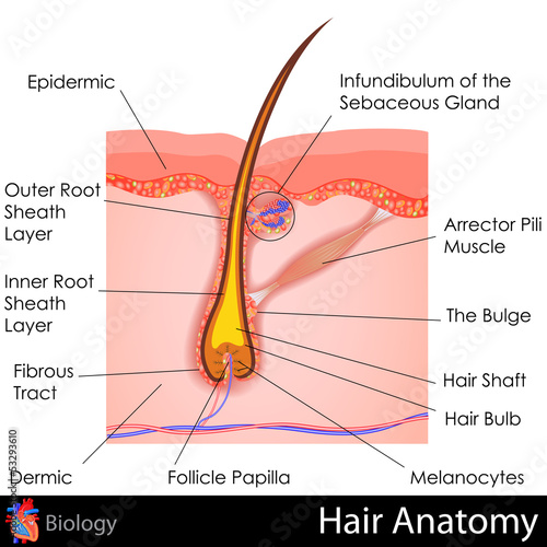 Fototapeta na wymiar Hair Anatomy