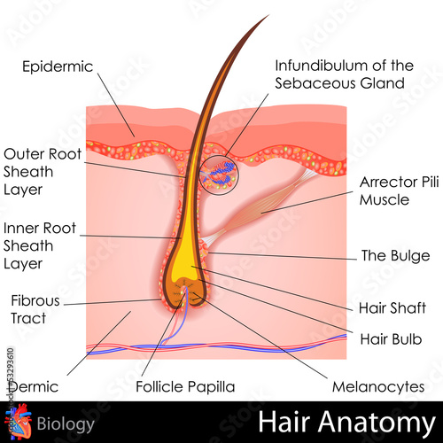 Naklejka ścienna Hair Anatomy