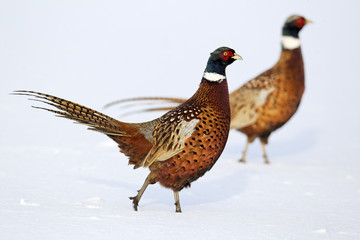 Poster - Pheasant, Phasianus colchicus, male in snow