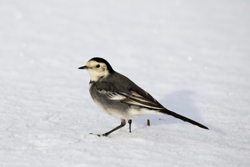 Sticker - Pied wagtail, Motacilla alba yarrellii,