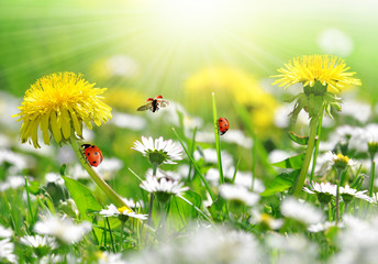 Wall Mural - dandelions and daisy with ladybugs in the meadow