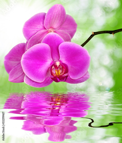 Board z aluminiowym obramowaniem Piękna purpurowa orchidea na zielonym tle