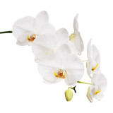 Fototapeta Storczyk - White orchid isolated on white background.