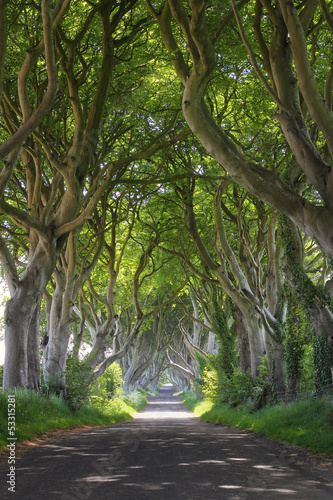 Obraz w ramie Magical woods of Dark Hedges