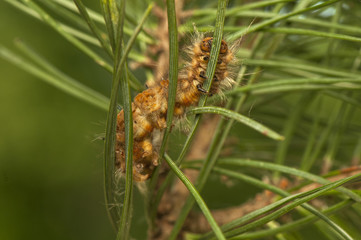 Poster - Dendrolimus pini