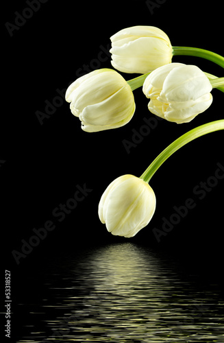 Plakat na papierze fotorealistycznym Białe tulipany na czarnym tle
