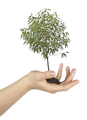 Wall Mural - tree in hand