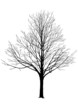 © k.line - arbre