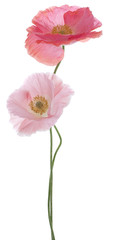 Wall Mural - poppy