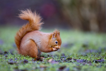 Canvas Print - Red squirrel, Sciurus vulgaris, 