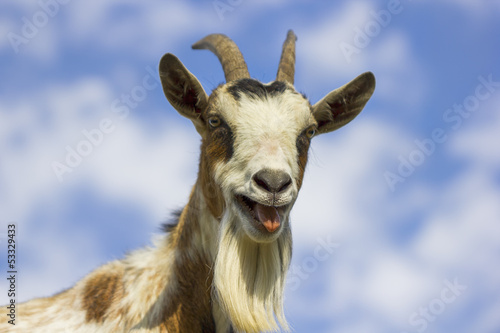 Fotografia  freche Ziege