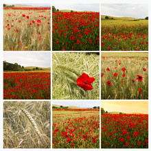 Poppies Collage