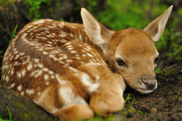 Just born young fallow deer