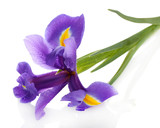 Purple iris flower, isolated on white