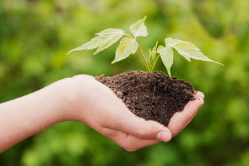 boy hands holding young plant